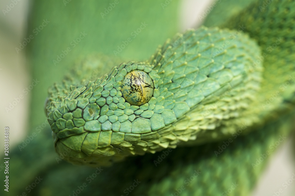 Venomous African Bush Viper (Atheris chlorechis) Stock Photo