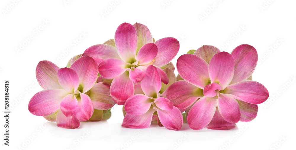 Siam tulip or Curcuma flower in Thailand on white background Siam tulip or Curcuma flower in Thailand on white background