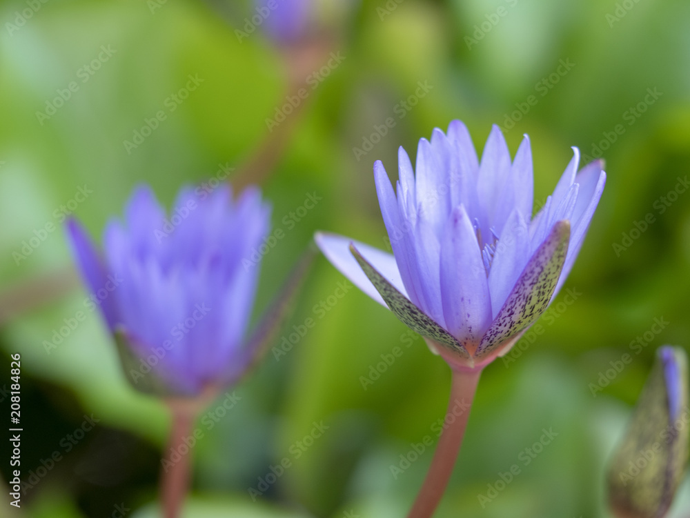 lotus lotus
