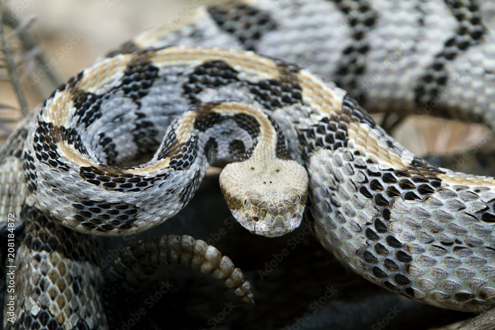 Venomous Timber (Canebrake) Rattlesnake Venomous Timber (Canebrake) Rattlesnake
