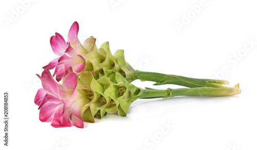 Siam tulip or Curcuma flower in Thailand on white background