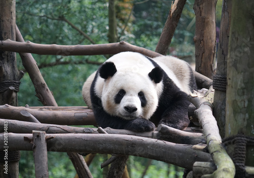 Fototapeta Naklejka Na Ścianę i Meble -  Giant panda sleeping under noon sunlight