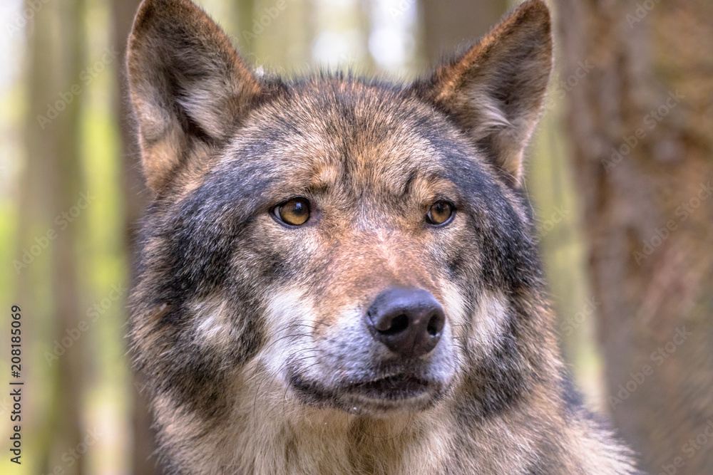 Fototapeta premium Wolf portrait in forest