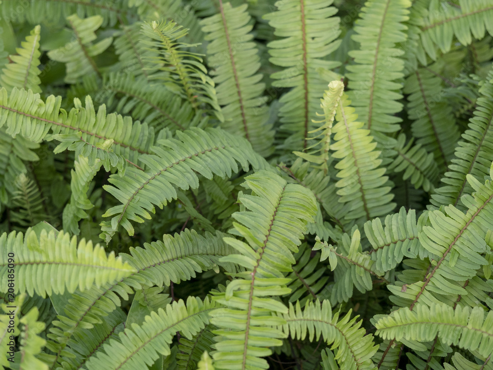 Fern