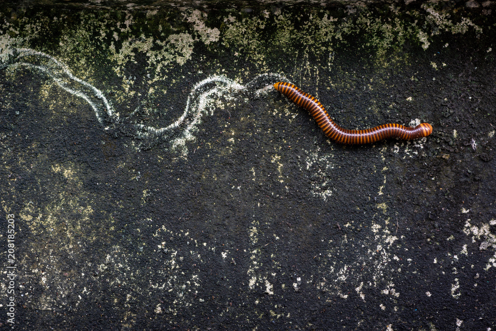 The one millipede and it's footprint walking on space of the grunge and damp wall that has many mosses ( Diplopoda ) The one millipede and it's footprint walking on space of the grunge and damp wall that has many mosses ( Diplopoda )
