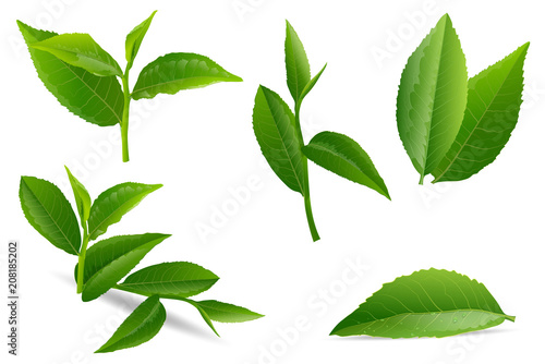 vector illustration set of a collage of green tea leaves.