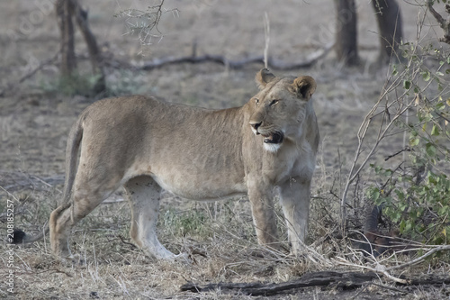 Lioness that stands among the low trees in the savannah in the evening