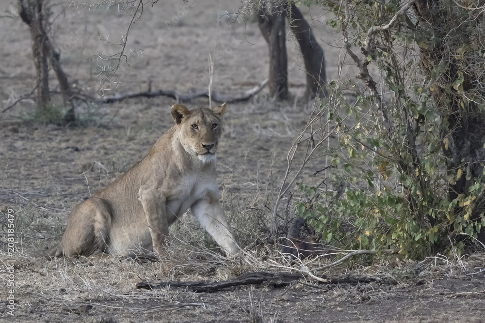 Lioness who sits near a bush on the edge of a shrub savanna near a dead swamp Lioness who sits near a bush on the edge of a shrub savanna near a dead swamp