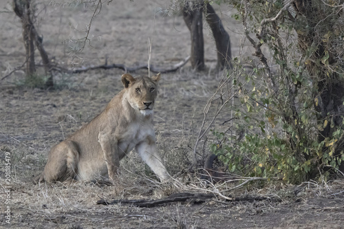Lioness who sits near a bush on the edge of a shrub savanna near a dead swamp