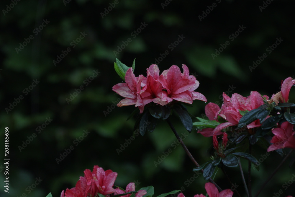 Rain Drops on Blooming Pink Calla Lily