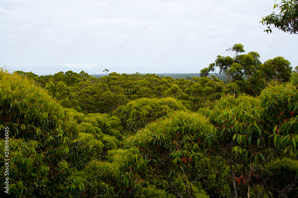 Karri Trees in Gloucester National Park - Pemberton - Australia