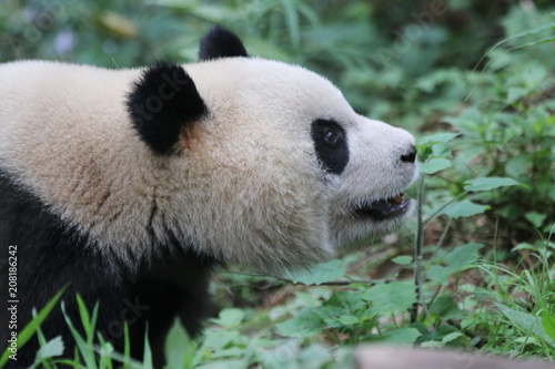 Fototapeta Naklejka Na Ścianę i Meble -  Close up Panda bear's Fluffy Face