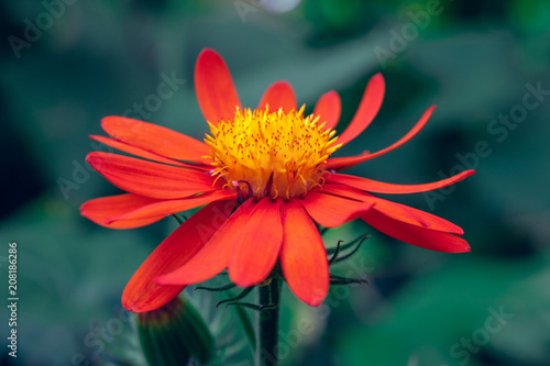 Red Flower