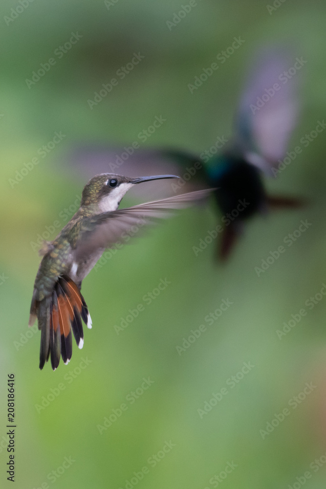 Fototapeta premium Hummingbird(Trochilidae)Flying gems ecuador