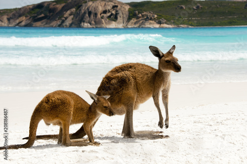 Kangaroos on White Sand Beach
