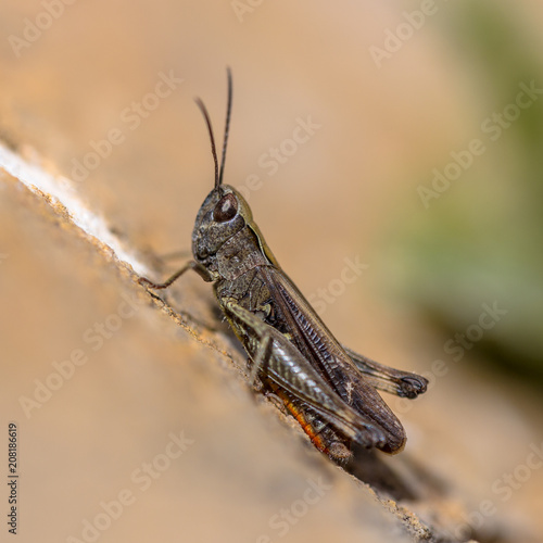 Woodland Grasshopper perched on ground © creativenature.nl