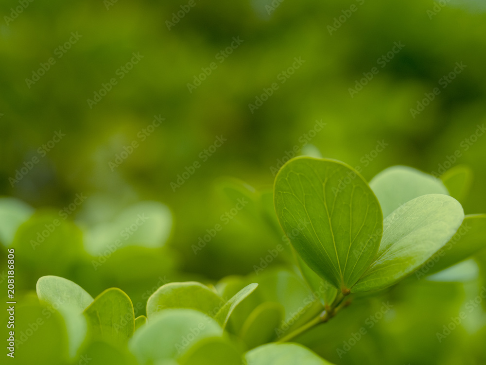 leaves background leaves background