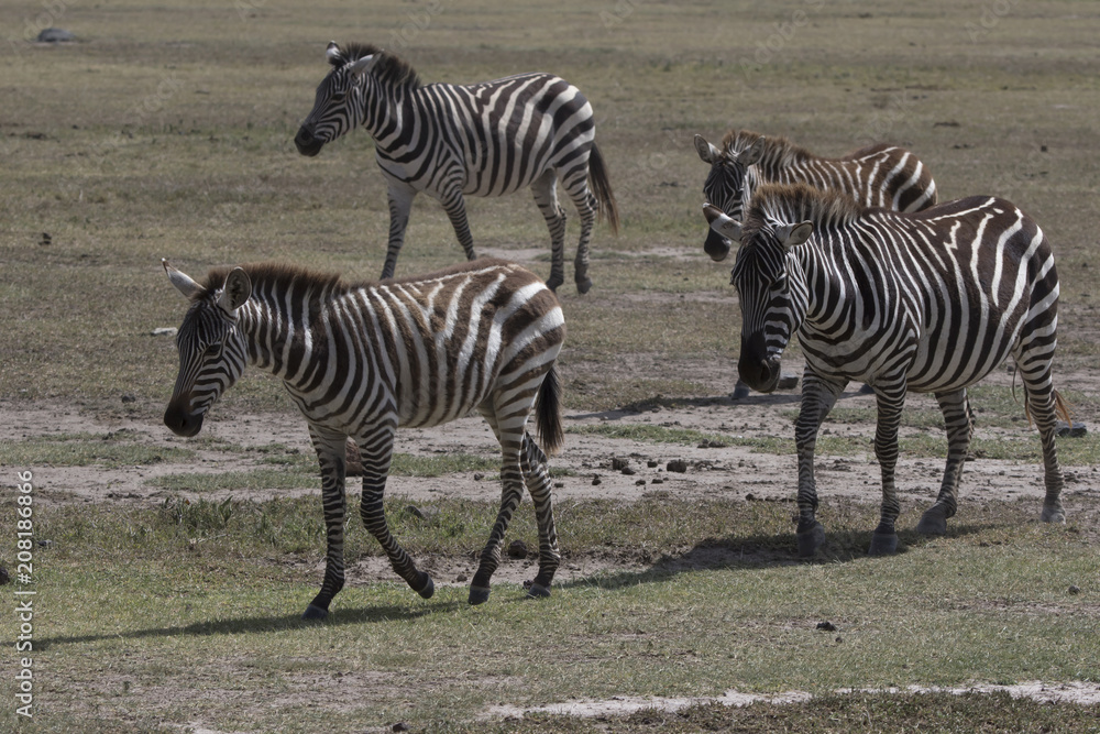 small herd of Plains Zebras that go along the African savanna in the dry season small herd of Plains Zebras that go along the African savanna in the dry season