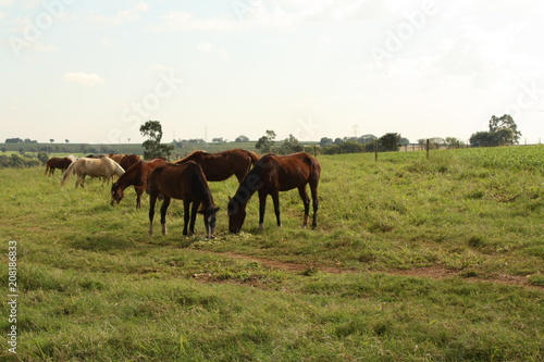 horses in the pasture 03