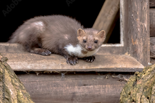 Stone marten resting in window sill