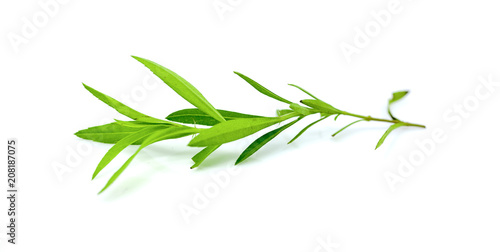 tarragon isolated on a white background photo