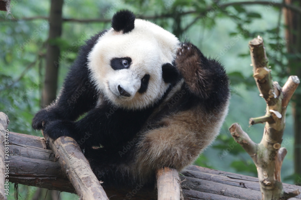 Obraz premium Funny Pose of Giant Panda Cub