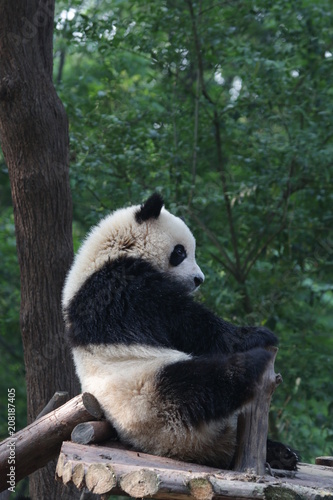 Little Fluffy Panda Cub , Chengdu, China © foreverhappy