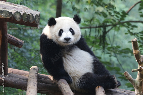 Funny Fluffy Giant Panda  China