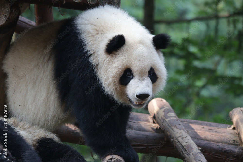 Fototapeta premium Little Fluffy Panda Cub , Chengdu, China