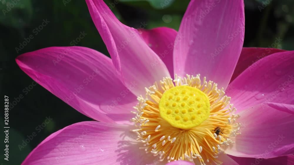 Pink lotus flower with honey bee. Close focus of beautiful pink lotus flower with bee collecting honey from the pistil. The background is a pink lotus flowers, green leaf and yellow lotus bud in pond Pink lotus flower with honey bee. Close focus of beautiful pink lotus flower with bee collecting honey from the pistil. The background is a pink lotus flowers, green leaf and yellow lotus bud in pond
