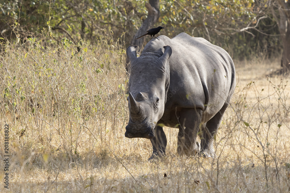 Fototapeta premium southern white rhino that walks through the bush savanna in the dry season