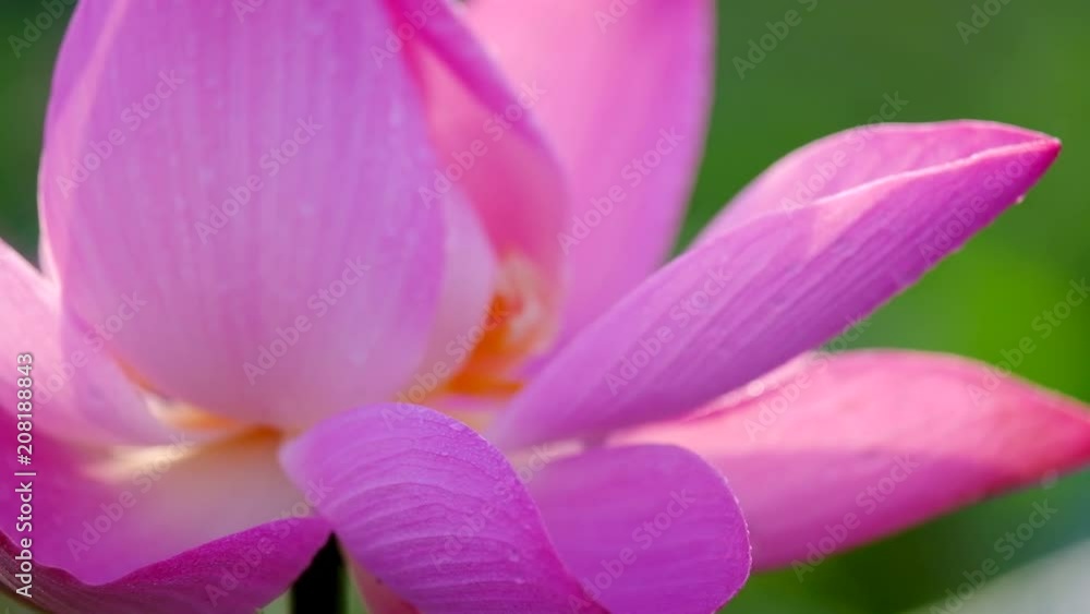 Pink lotus flower. Close focus of a beautiful pink lotus flower with copy space for text or advertising. The background is a pink lotus flowers, green leaf and yellow lotus bud in a pond Pink lotus flower. Close focus of a beautiful pink lotus flower with copy space for text or advertising. The background is a pink lotus flowers, green leaf and yellow lotus bud in a pond