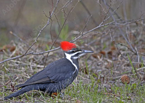 Pileated Woodpecker sitting on forest ground searching for ants to feed. ( Dryocopus pileatus ).