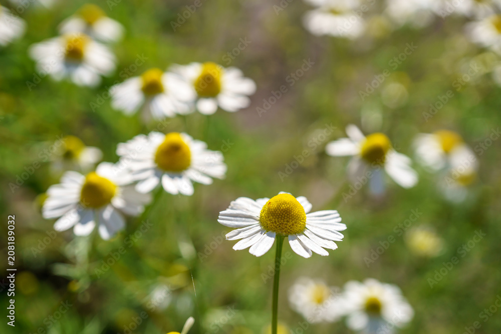 Chamomile in a sunny garden for healthy teas Chamomile in a sunny garden for healthy teas
