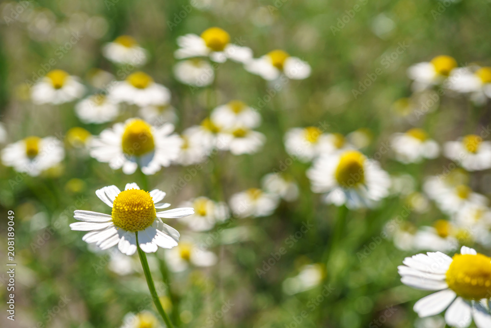 Chamomile in a sunny garden for healthy teas Chamomile in a sunny garden for healthy teas