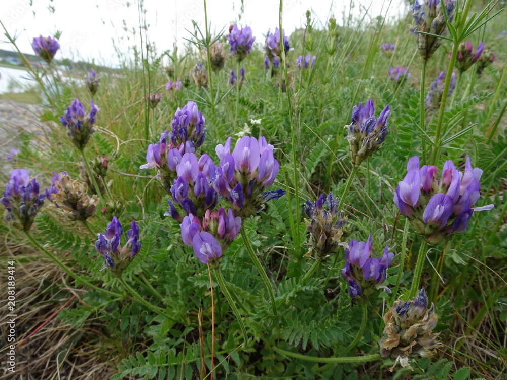 Naklejka premium Summer landscape: clover in the meadow. Motley grass