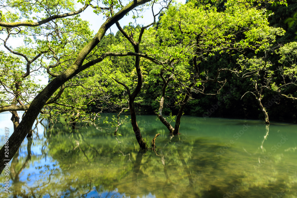 新緑の水中木 Stock Photo Adobe Stock 新緑の水中木 Stock Photo Adobe Stock