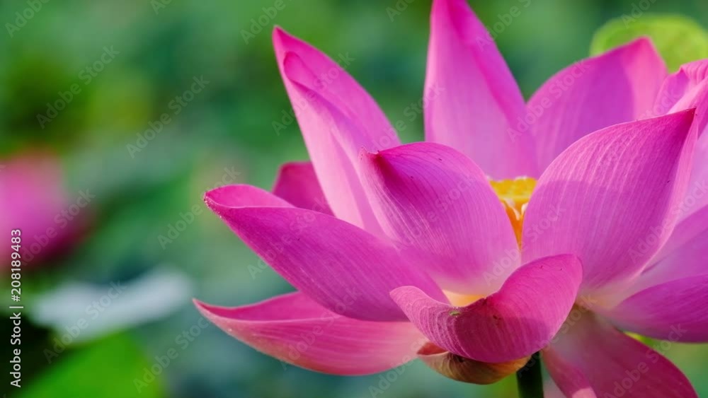 Pink lotus flower. Close focus of a beautiful pink lotus flower with copy space for text or advertising. The background is a pink lotus flowers, green leaf and yellow lotus bud in a pond Pink lotus flower. Close focus of a beautiful pink lotus flower with copy space for text or advertising. The background is a pink lotus flowers, green leaf and yellow lotus bud in a pond