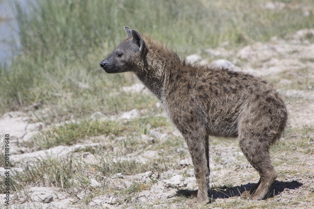 spotted hyena which does not stand on the bank of a dry river in the dry season in the savannah spotted hyena which does not stand on the bank of a dry river in the dry season in the savannah