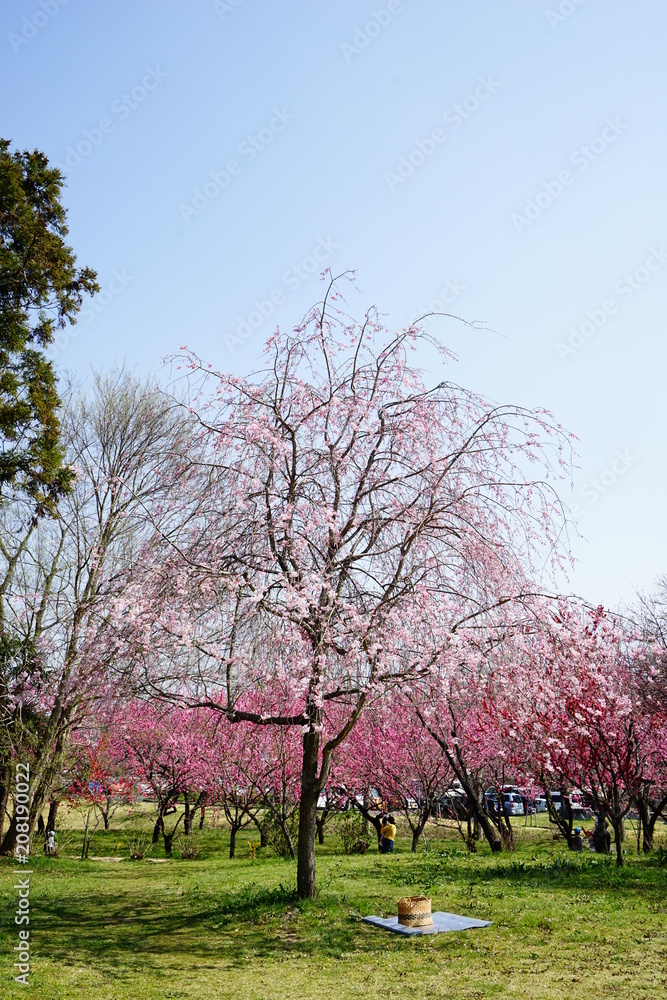 Fototapeta premium 桃の花咲く公園