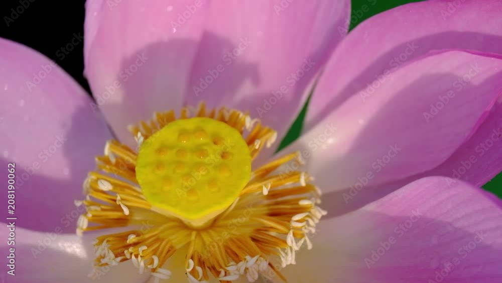 Pink lotus flower. Royalty high quality stock image of a beautiful pink lotus flower with dew drops. The background is the pink lotus flowers and yellow lotus bud in pond. Peace scene in a countryside Pink lotus flower. Royalty high quality stock image of a beautiful pink lotus flower with dew drops. The background is the pink lotus flowers and yellow lotus bud in pond. Peace scene in a countryside