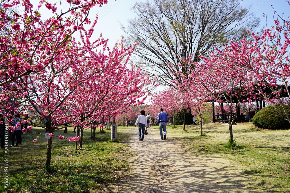 桃の花咲く公園