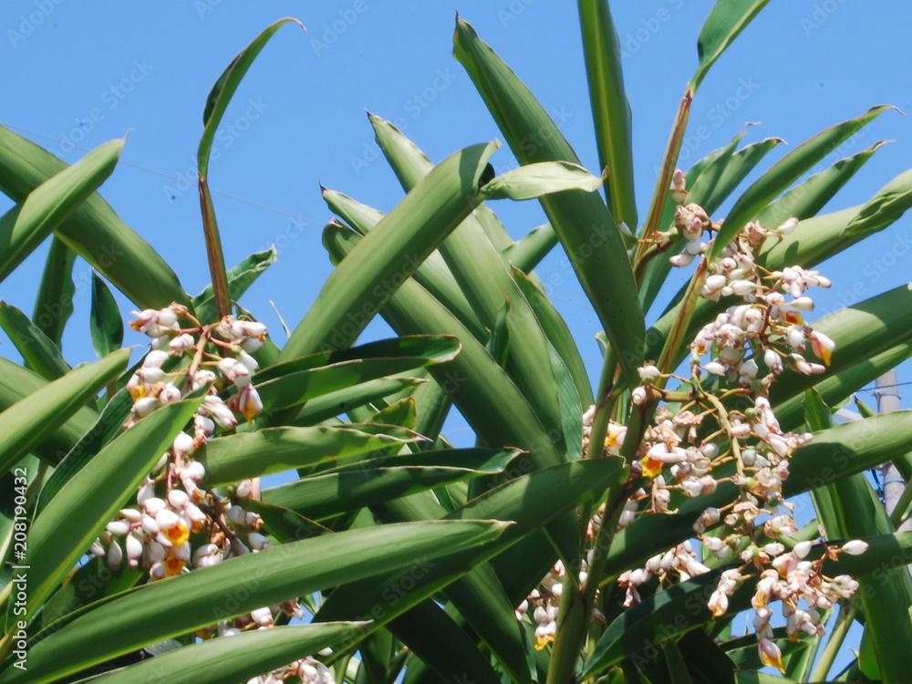 Obraz premium moon peach