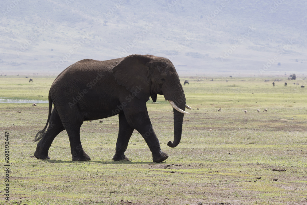The big maleAfrican elephant that walks through the savanna on a bright sunny day