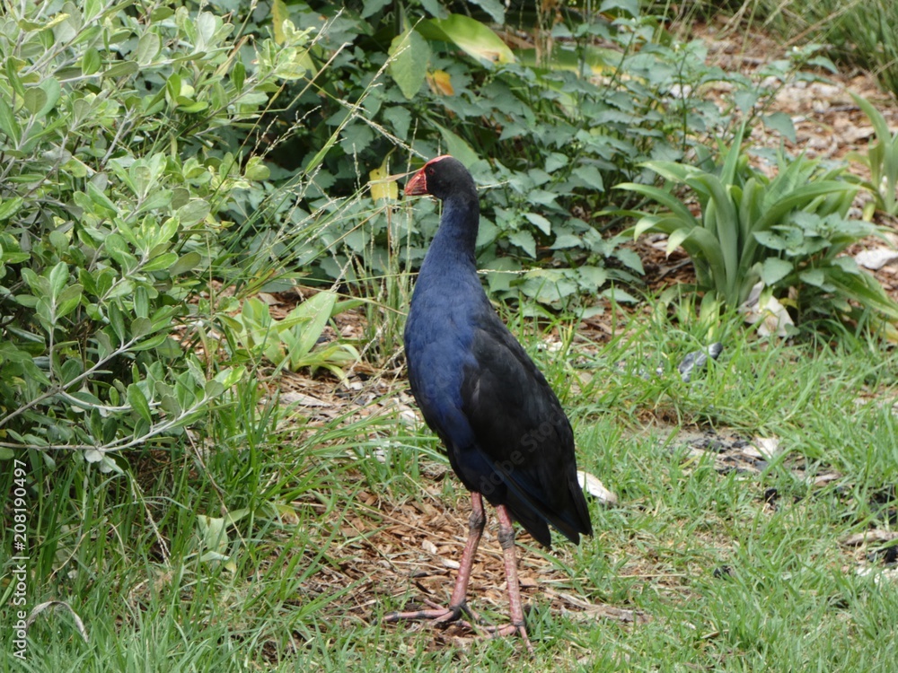 Pukeko New Zealand Bird in the bush Pukeko New Zealand Bird in the bush