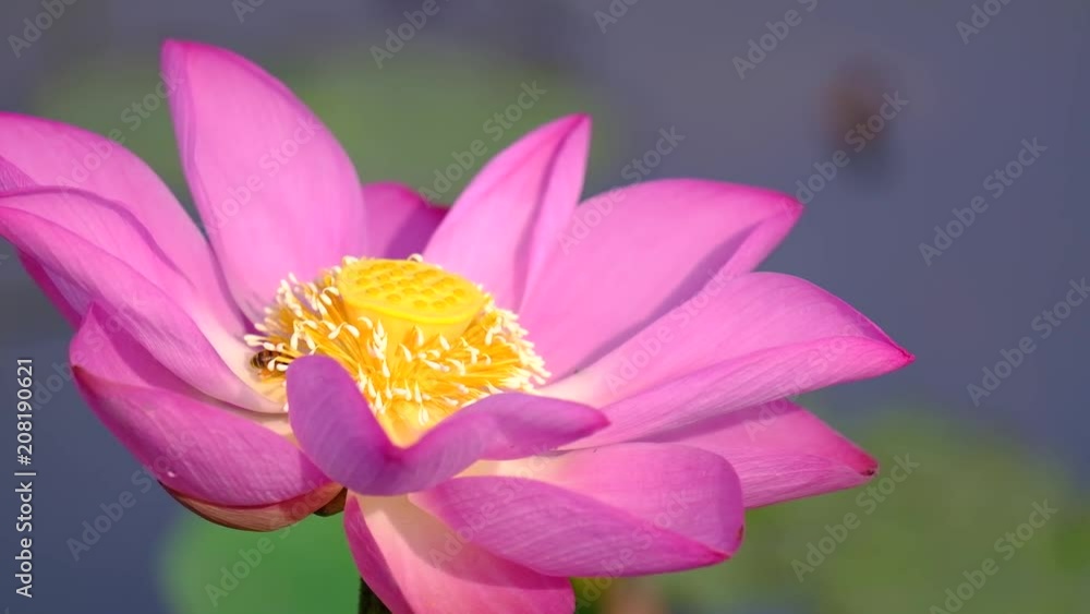 Lotus flower. Royalty high-quality free stock video footage of a beautiful fresh pink lotus flower. The background is the pink lotus flowers and yellow lotus bud in a pond Lotus flower. Royalty high-quality free stock video footage of a beautiful fresh pink lotus flower. The background is the pink lotus flowers and yellow lotus bud in a pond