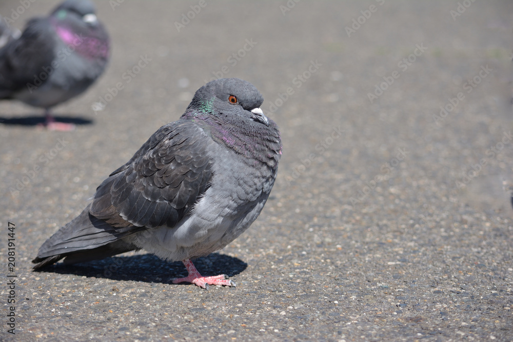 Obraz premium ハト