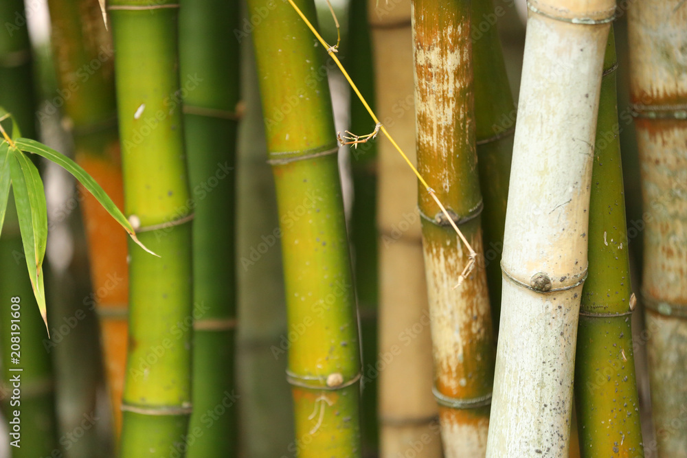 Obraz premium green bamboo plants