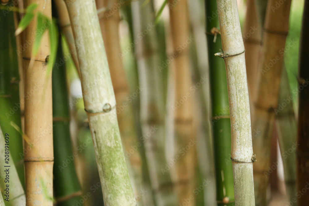 Obraz premium green bamboo plants