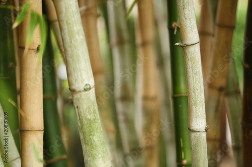 green bamboo plants